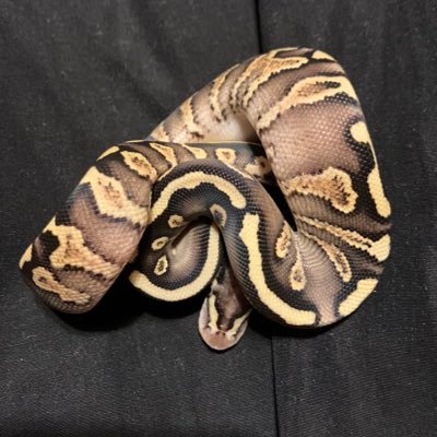 mari48chan's profile picture. ボールと猫を飼っていますが、人を含めた生き物全般が好きです。