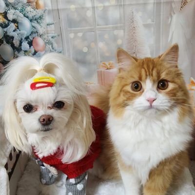 ginnekomama's profile picture. 我が家のわんことの生活や
趣味の長渕剛LIVEコンサート
ネイルなどプライベートをupしています。