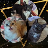 Bluebell ๐๐ Neo ๐ค Ziggy Fluffdust ๐ค๐ค (@thecatbluebell) 's Twitter Profile