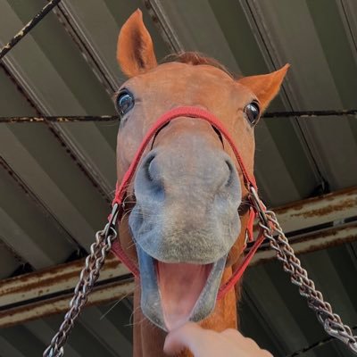 Napo_miya's profile picture. 宮崎大学のクリノナポレオンだポ！/2014年4月19日/好物 バナナ/総合馬術/前髪薄め/ちびタンク