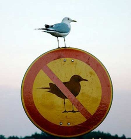 nuno_rau's profile picture. O mar, no seu lugar pôr um relâmpago. (Luís Miguel Nava)