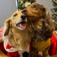 ᗩI (@hm_dogwear) 's Twitter Profile Photo ᗩI (@hm_dogwear) 's Twitter Profile Photo