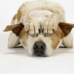 dogekansas's profile picture. Making Kansas Government Truthful Again!