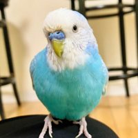 山野うずら❄️⛸ (@yamanouzura_yoi) 's Twitter Profile Photo