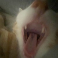 MommyCatLover (@cursede1ectric) 's Twitter Profile