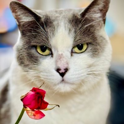 upa_splatoon's profile picture. ゲーム好きのツイッターです。最近はマダミスとボードゲームにハマってます。ぬい撮りとねんどろいどどーるも楽しいですしサバゲーもちょこちょこ遊んでおります。