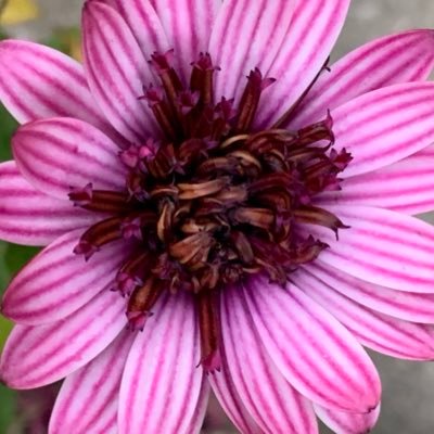 v9h2x6rgrc's profile picture. 🦋,Retired RN, Mom, Nana. Muscular Dystrophy warrior. #Reiki, Animal lover,📚, BLM, 🌈ally, pro choice. #Sebsfriends🚫DM🚫porn🚫crypto