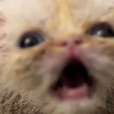 021_ribeirozin's profile picture. 