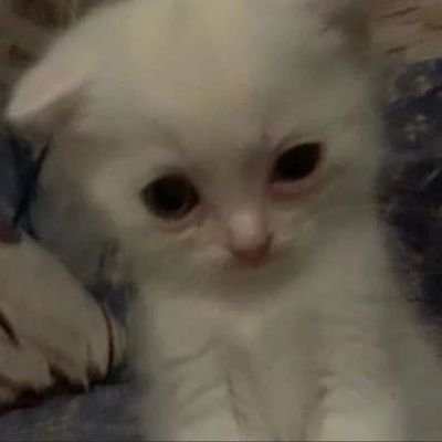 Shtstrmobservr's profile picture. ⛧Empatia, rozsądek, sprawiedliwość⛧ 🇺🇦🇵🇸