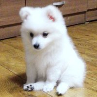 고추냉이 (@wa_sa_bi928) 's Twitter Profile Photo 고추냉이 (@wa_sa_bi928) 's Twitter Profile Photo