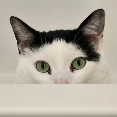 OG_RavenScout's profile picture. Unprofessional content creator.

Like, I made one mid video then disappeared for 2 years.

make that 3 years.