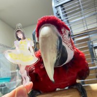 ゆい👼🐈‍⬛ (@arexhana) Twitter profile photo