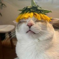 lazarus (@capicollocelt) 's Twitter Profile