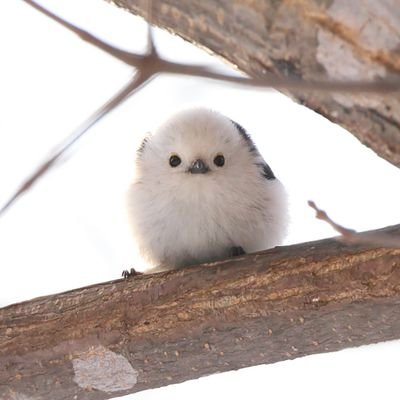 sugerdog_'s profile picture. 