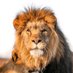 THE LION 🦁 (@khamal_hassan90) Twitter profile photo THE LION 🦁 (@khamal_hassan90) Twitter profile photo