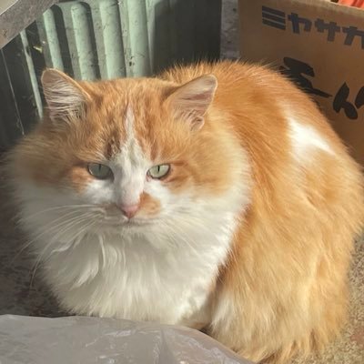 のへさんのプロフィール画像