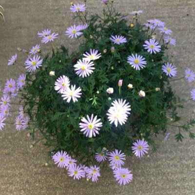 hoshimamu's profile picture. 個性の強い子供の子育て、自身のメンタルの不調をきっかけに、ホメオパシー、漢方、ハーブファスティングを学び、現在様々な健康に関すること、占星術を学んでいます。