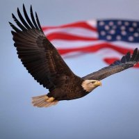 Guardian Eagle (@eagle_patriot21) 's Twitter Profile Photo