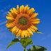 #BlowjobsForever🌻 (@bjobsforeverxxx) Twitter profile photo #BlowjobsForever🌻 (@bjobsforeverxxx) Twitter profile photo
