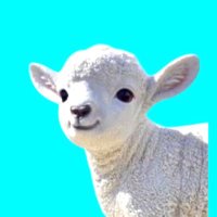 螢 / 白ひつじ 黒ひつじ 玄人志向 クロウトシコウ RD-RX9060XT-E16GB/WHITE/DF｜ツクモ