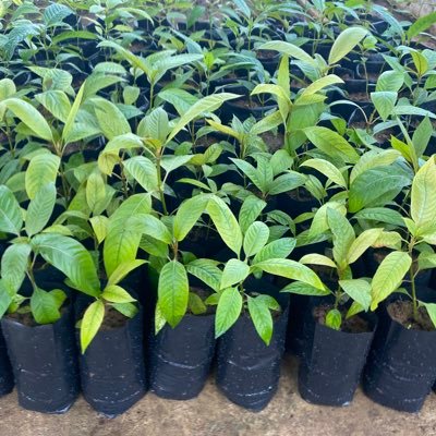 Manufacturer of Kratom Extract. Mitragynine from 15% to 85%. Focused on making quality extracts. Supplying manufacturers of Kratom products. Established 2016