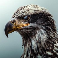 muhd (@muhdleem) 's Twitter Profile