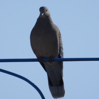 mtynoko's profile picture. 0歳児274ヶ月 cod日本語ブロンズ帯