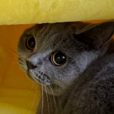 sk_717_'s profile picture. ブリティッシュショートヘア🐈 🎂2023.1.20🎂 ♀ 🐈愛猫ルナちゃん専用アカウント🐈無言フォロー失礼します。可愛カッコいい猫ちゃん見かけたらフォローしがち🐈