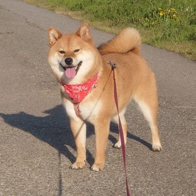 ほよばに財布を握られしオタク30↑貴腐人/gnsn🔶👹・🌧⛓️/str⚔️🍁/zzz🔦/Fateはズッ友/マイペースに生きる事を目標とする/旧名:キルカ