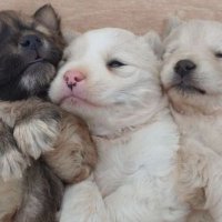 Great_Puppys (@great_puppys25) 's Twitter Profile Photo Great_Puppys (@great_puppys25) 's Twitter Profile Photo