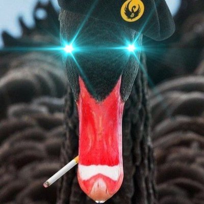 #Bitcoin #Hodl. I enjoy imaginary internet money built on products that don’t exist with business plans that don’t make sense so I can Stack Sats 🦆