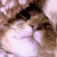 snowglobe (@ynywg036) 's Twitter Profile Photo