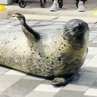 演じることが好きな海獣です。
現在のアイコンは海の中道マリンワールドにて撮影。
よろしくお願いします。
詳しめの自己開示を作りましたhttps://t.co/oNVvBFu1aP