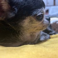 ゆめき (@ymk_0421) 's Twitter Profile