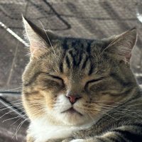 ミッチー@FANG+観測者 (@mitchi_index) 's Twitter Profile