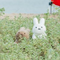 野生のうさぎ (@shimajirho9) 's Twitter Profile