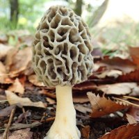 ちよ (@amigasa_chan) Twitter profile photo