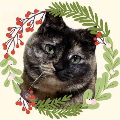 ︎ ︎︎︎︎︎ねこ好き 71+lvO29YeL.jpg