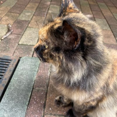 猫🐱が好きです。JPOPを好んでよく聞きます。RAD・amazarashi・Ado FC会員。昔の曲や政治・思想など色々と語りますのでなんでもありの方のみフォロー推奨です。
