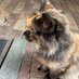 ねころてん🐱🐿 (@nekoroten_rads) Twitter profile photo ねころてん🐱🐿 (@nekoroten_rads) Twitter profile photo