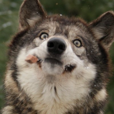 MrWolfySharkMan's profile picture. Just a straight up goofball...