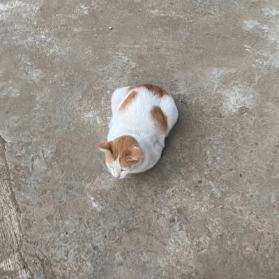 lintalolita's profile picture. Soi koi nae