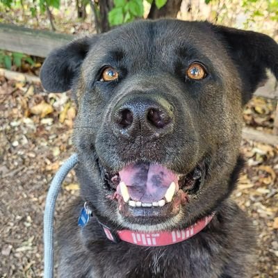 BadelDaGr8's profile picture. Just figuring things out here.
