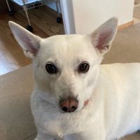 keroc.vi (@kerocv) 's Twitter Profile