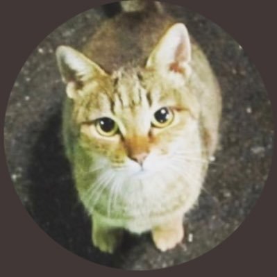 rumarinｸﾝ(乂'ω')ﾒﾀﾆｬﾛ~さんのプロフィール画像