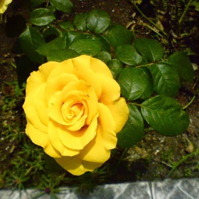 DelinoLala's profile picture. 