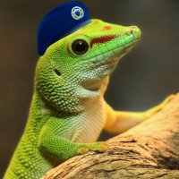 Captain Gecko (@geckocommander) 's Twitter Profile
