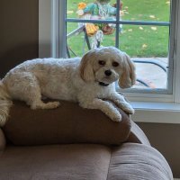Mitch Harmoning (@harmoning) 's Twitter Profile