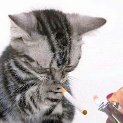 berserkerg21's profile picture. just a chud busy at orderbooks @polymarket