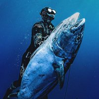 手銛　　　魚突き　　銛　　スピアフィッシング 渓流魚突きで 44cmのニジマスGET!!! チョッキ銛で捕獲する渓流魚